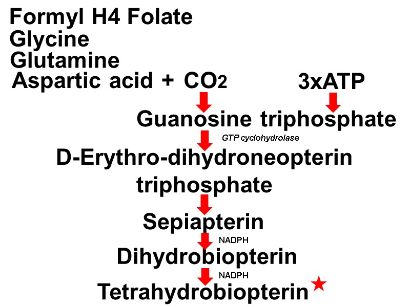 Guanosine triphosphate Formyl H4 Folate Glutamine Aspartic acid + Glycine CO2 D-Erythro-dihydroneopterin triphosphate Sepiapterin